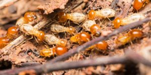 DIỆT MỐI TẬN GỐC Ở BÌNH TÂN 28 DỊCH VỤ DIỆT MỐI TẬN GỐC Ở BÌNH TÂN