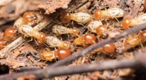 DỊCH VỤ DIỆT MỐI TẬN GỐC Ở QUẬN 2 TP.HCM 2 DỊCH VỤ DIỆT MỐI TẬN GỐC Ở QUẬN 2 TP.HCM