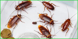 Dịch Vụ Diệt Gián Tận Gốc Uy Tín Tại TP. HCM 5 Các Loại Gián