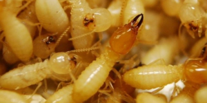 DIỆT MỐI TẬN GỐC TẠI QUẬN 5 27 Dịch Vụ Diệt Mối Tận Gốc Tại Quận 5