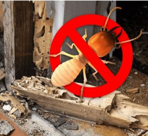 DỊCH VỤ DIỆT MỐI TẬN GỐC Ở QUẬN 6 26 DỊCH VỤ DIỆT MỐI TẬN GỐC Ở QUẬN 6