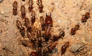 DỊCH VỤ DIỆT MỐI TẬN GỐC Ở QUẬN 8 24 DỊCH VỤ DIỆT MỐI TẬN GỐC Ở QUẬN 8