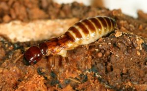 DỊCH VỤ DIỆT MỐI TẬN GỐC Ở QUẬN 10 21 DỊCH VỤ DIỆT MỐI TẬN GỐC Ở QUẬN 10