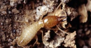 DỊCH VỤ DIỆT MỐI TẬN GỐC Ở QUẬN 4 25 DỊCH VỤ DIỆT MỐI TẬN GỐC Ở QUẬN 4