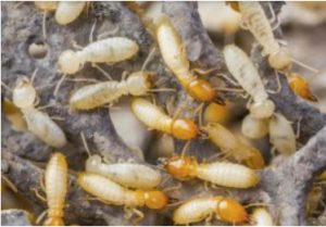 DỊCH VỤ DIỆT MỐI TẬN GỐC Ở QUẬN 11 20 DỊCH VỤ DIỆT MỐI TẬN GỐC Ở QUẬN 11