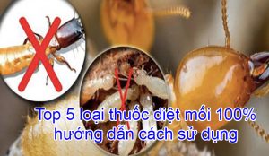 Top 5 Thuốc diệt mối tận gốc hiệu quả 100% dể sử dụng 24 Top 5 loai thuoc diet moi 100 huong dan cach su dung