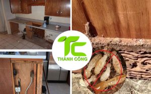 DỊCH VỤ DIỆT MÔI TẬN GỐC UY TÍN Ở BÌNH DƯƠNG