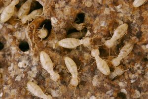 báo giá dịch vụ diệt mối tận gốc