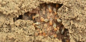 Cẩm nang cách đuổi mối ra khỏi nhà mới nhất 1 1 6