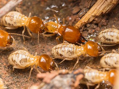 Tại sao phải diệt mối tại nhà?