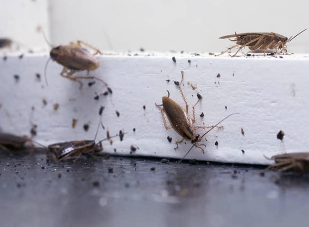 vì sao nhà có nhiều gián vì sao nhà có nhiều gián