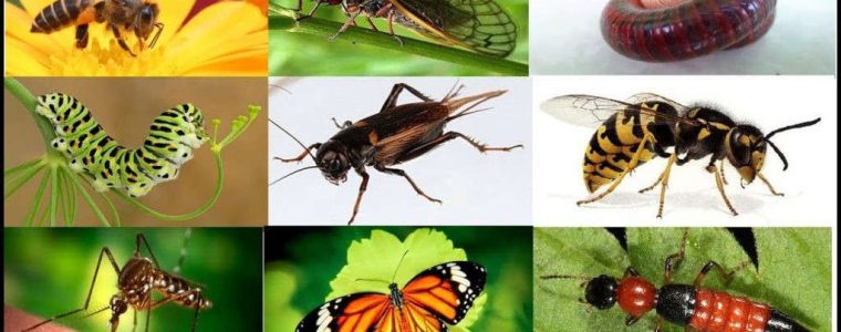 Côn trùng là gì? Những điều thú vị về thế giới côn trùng