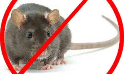 Thuốc diệt chuột là gì? Mua thuốc diệt chuột ở đâu uy tín, giá tốt?