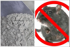 Mẹo diệt chuột bằng xi măng hiệu quả tại nhà