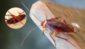 Mẹo diệt gián trong tủ bếp thế nào cho an toàn