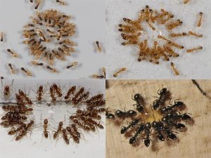 Những cách diệt kiến hôi trong nhà được áp dụng phổ biến nhất