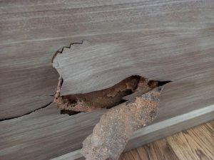 Thành Công - Dịch vụ diệt mối tận gốc tại Tp.HCM uy tín, chất lượng