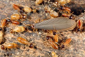 Dấu hiệu nhận biết mối xâm nhập vào nhà bạn