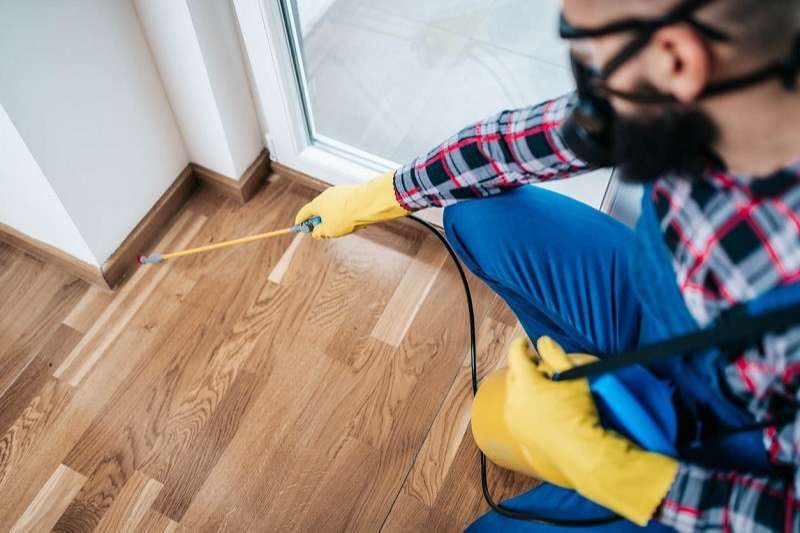 Dịch vụ diệt mối tận gốc Hà Nội uy tín, giá rẻ