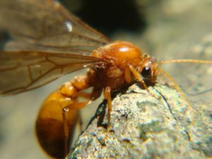 Mẹo diệt mối cánh bay vào nhà hiệu quả, đơn giản 42 Mẹo diệt mối cánh bay vào nhà hiệu quả, đơn giản