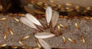 Mối Cánh Là Gì? Tất Cả Những Điều Cần Biết Về Mối Cánh 34 Mối Cánh Là Gì? Tất Cả Những Điều Cần Biết Về Mối Cánh