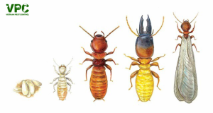 Những điều bạn chưa biết về loài Mối Vua, Mối Thợ, Mối Lính 33 Những điều bạn chưa biết về loài Mối Vua, Mối Thợ, Mối Lính