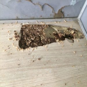 Giải đáp thắc mắc sao nhà mới xây xong có mối 40 Giải đáp thắc mắc sao nhà mới xây xong có mối