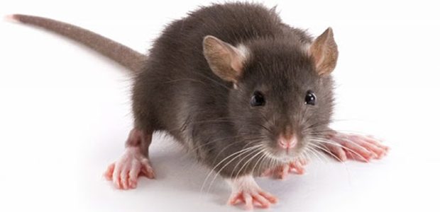 cách làm thuốc diệt chuột tại nhà