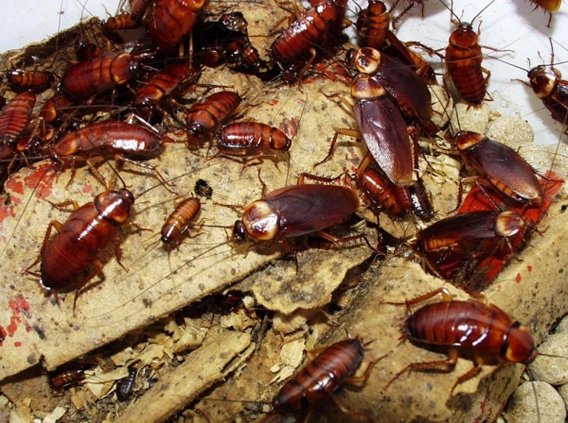 Vì sao nhà có nhiều gián