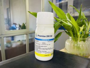 7 quan niệm sai lầm khi dùng thuốc diệt mối tại nhà