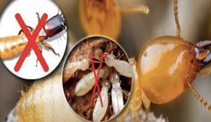 Cách sử dụng hộp nhử mối an toàn