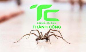 Cách Đuổi Nhện Ra Khỏi Nhà Cực Đơn Giản Và Nhanh Chóng 2 Nhện nhà