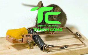 Mách bạn cách bẫy chuột đơn giản, hiệu quả, nên thử ngay 7 5