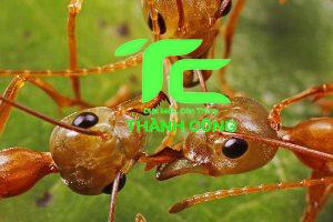 Tác hại của kiến đối với đồ nội thất gỗ 5 6