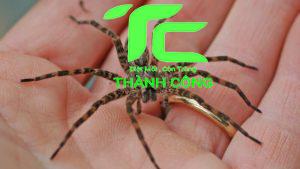 Diệt Nhện Nhà: Liệu Chúng Ta Có Nên ? Tìm Hiểu Về Các Loài Nhện Thường Gặp 7 Nhện nhà