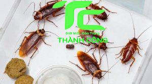 Bí Kíp Nhận Diện Các Loại Gián Thông Dụng 10 các loại gián