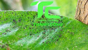 Cách đuổi bồ hóng khi xuất hiện trong gia đình bạn 21 Cách phòng ngừa bồ hóng khi xuất hiện trong gia đình bạn