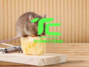 Chuột nâu - Hướng dẫn cách ngăn chặn an toàn tại nhà 2 chuot nau 1