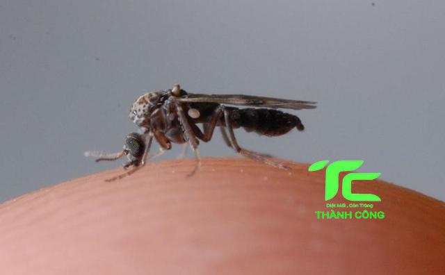 Tìm Hiểu Về Con Dĩn Và Cách Đuổi Con Dĩn Hiệu Quả Nhất 3 Con Dĩn là gì? Đặc điểm, tập tính con Dĩn?