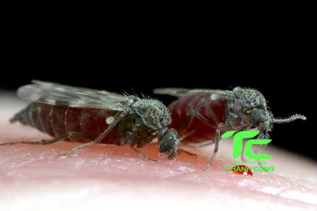 Tìm Hiểu Về Con Dĩn Và Cách Đuổi Con Dĩn Hiệu Quả Nhất 4 Lưu ý khi sử dụng các cách đuổi con Dĩn