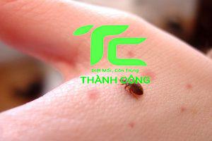 Tìm Hiểu Về Con Dĩn Và Cách Đuổi Con Dĩn Hiệu Quả Nhất 21 Tìm Hiểu Về Con Dĩn Và Cách Đuổi Con Dĩn Hiệu Quả Nhất