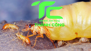 Tổng hợp cách diệt mối tận gốc tại nhà hiệu quả, an toàn nhất 26 Tổng hợp cách diệt mối tận gốc tại nhà hiệu quả, an toàn nhất