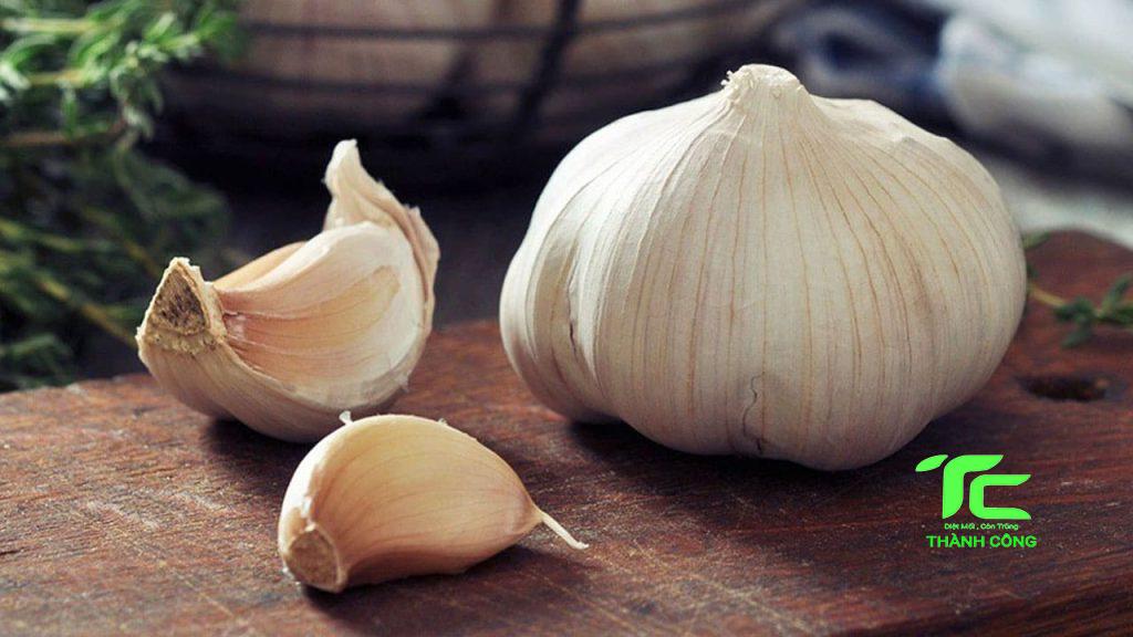 Diệt Mối Thành Công