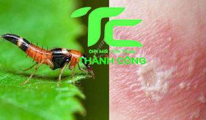 Cách xử lý và phòng chống kiến ba khoang tại nhà 18 Cách xử lý và phòng chống kiến ba khoang tại nhà