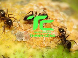 Những điều cần biết về kiến đen & Cách tiêu diệt 28 Những điều cần biết về kiến đen & Cách tiêu diệt