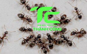 Cách làm bả diệt kiến đơn giản, dễ dàng ngay tại nhà 22 Cách làm bả diệt kiến đơn giản, dễ dàng ngay tại nhà