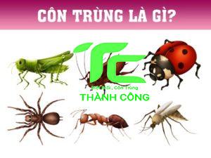 Lợi ích và tác hại của côn trùng 19 Lợi ích và tác hại của côn trùng