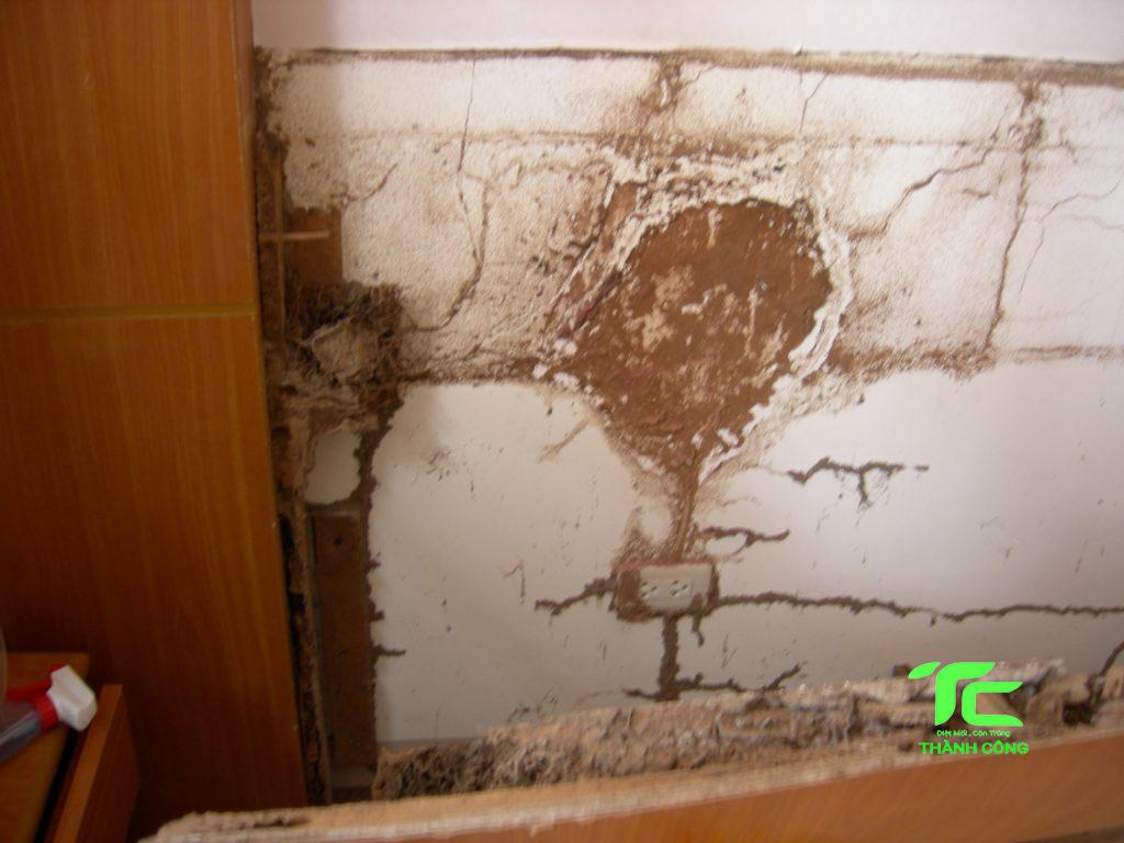 Dấu hiệu mối xuất hiện và phá hoại nhà của bạn