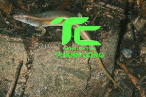 Giải đáp: Rắn mối vào nhà có điềm gì? 1 Giải đáp: Rắn mối vào nhà có điềm gì?