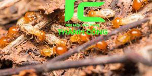 Dịch vụ diệt mối tại quận Ba Đình tận gốc, chuyên nghiệp 15 Dịch vụ diệt mối tại quận Ba Đình tận gốc, chuyên nghiệp